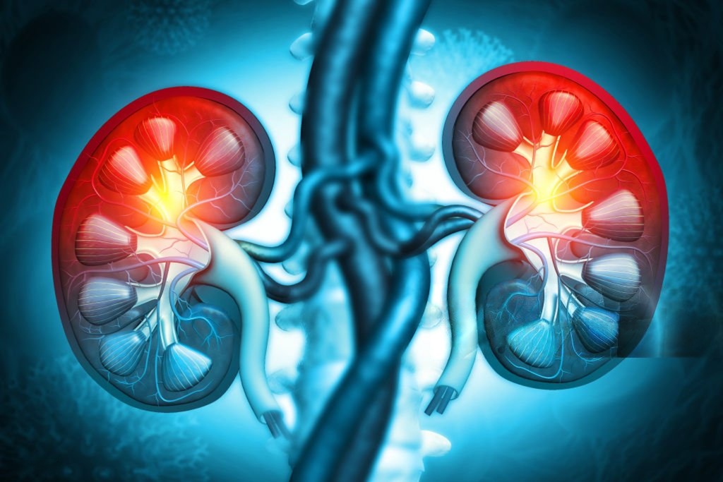 Anatomy of the kidney. Cross section. 3d illustration
